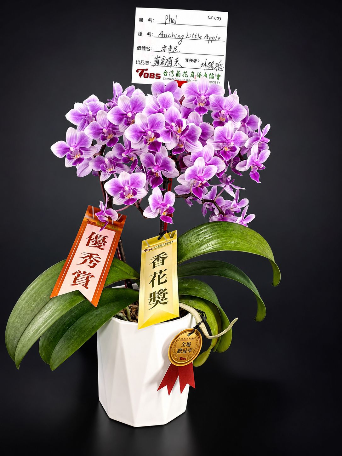 F201L直筒單株3.5吋蝴蝶蘭花盆