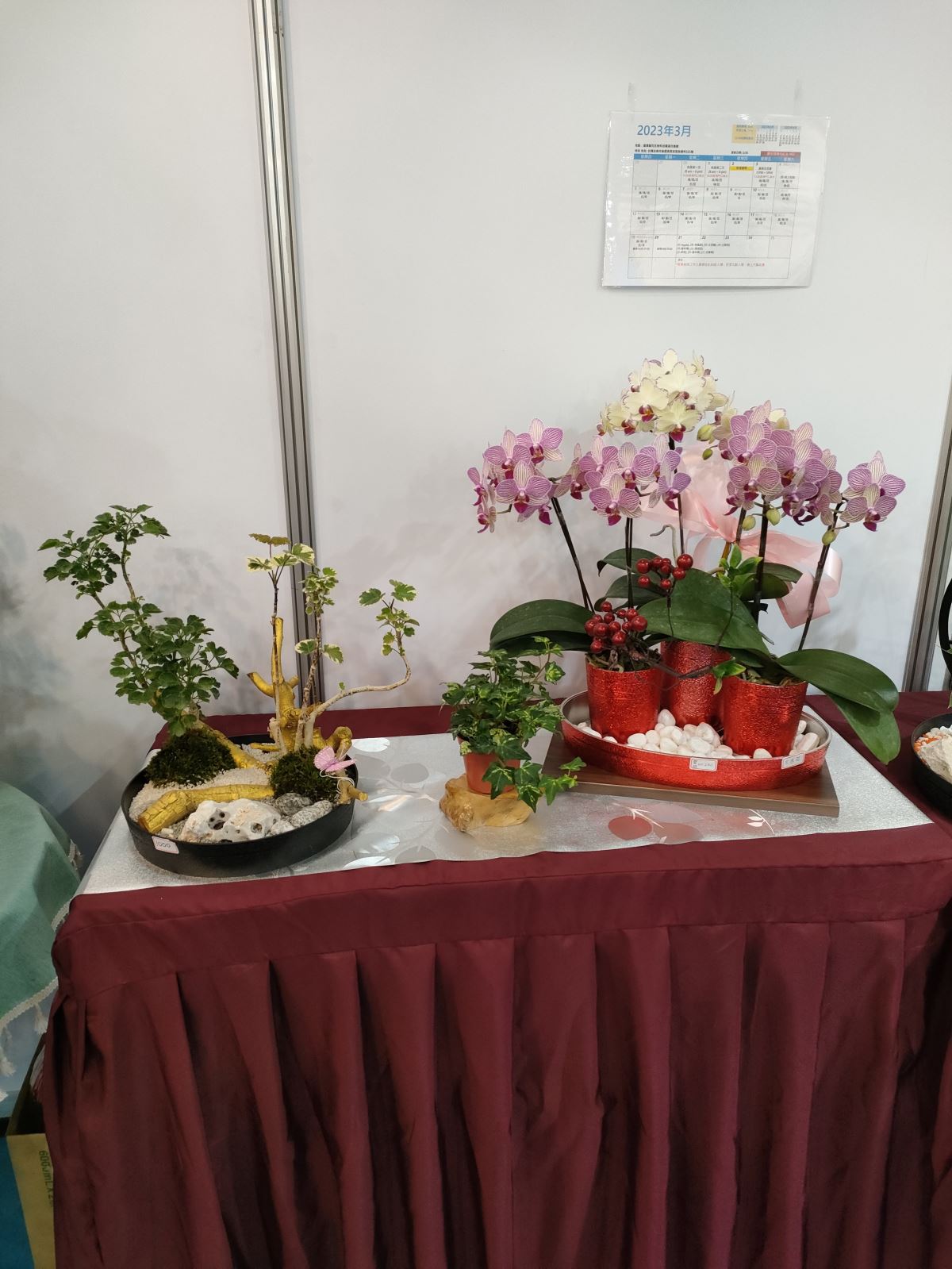 2023 台灣國際蘭展 Taiwan international orchid show