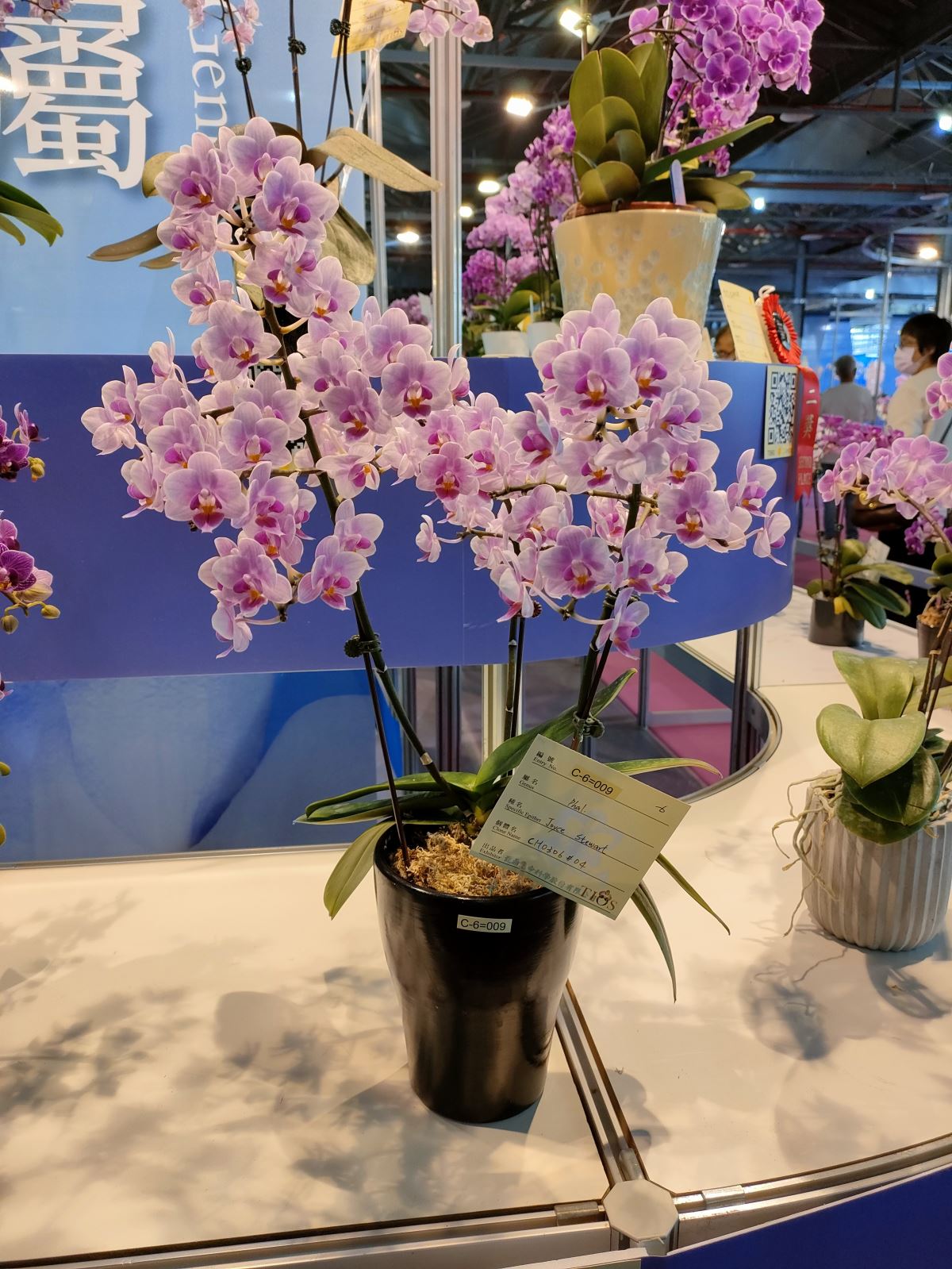 blooming orchids-phalaenopsis