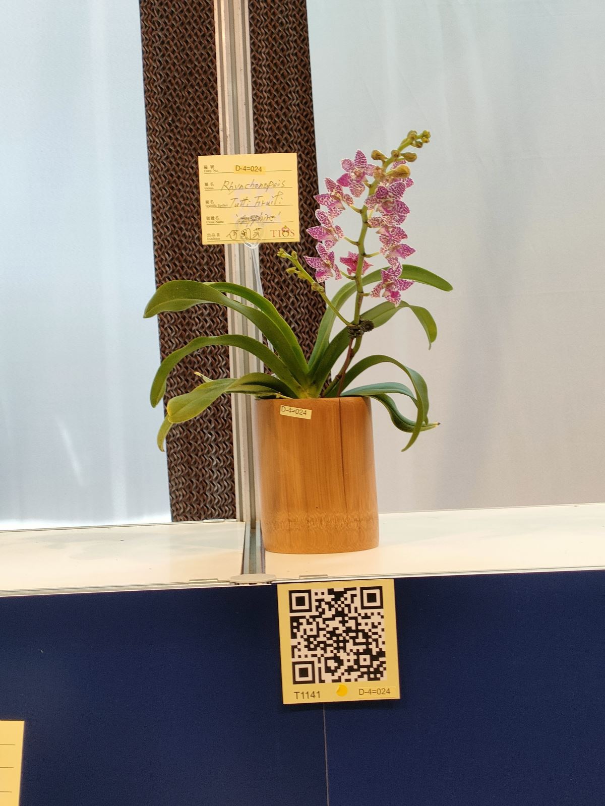 2023 台灣國際蘭展 Taiwan international orchid show