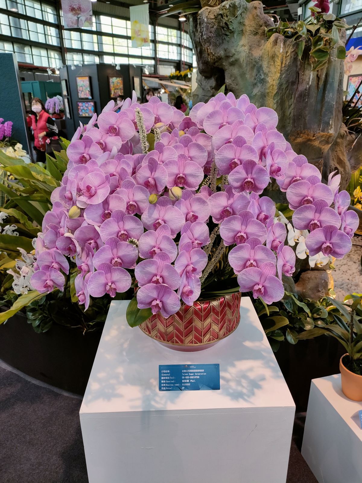2023 台灣國際蘭展 Taiwan international orchid show