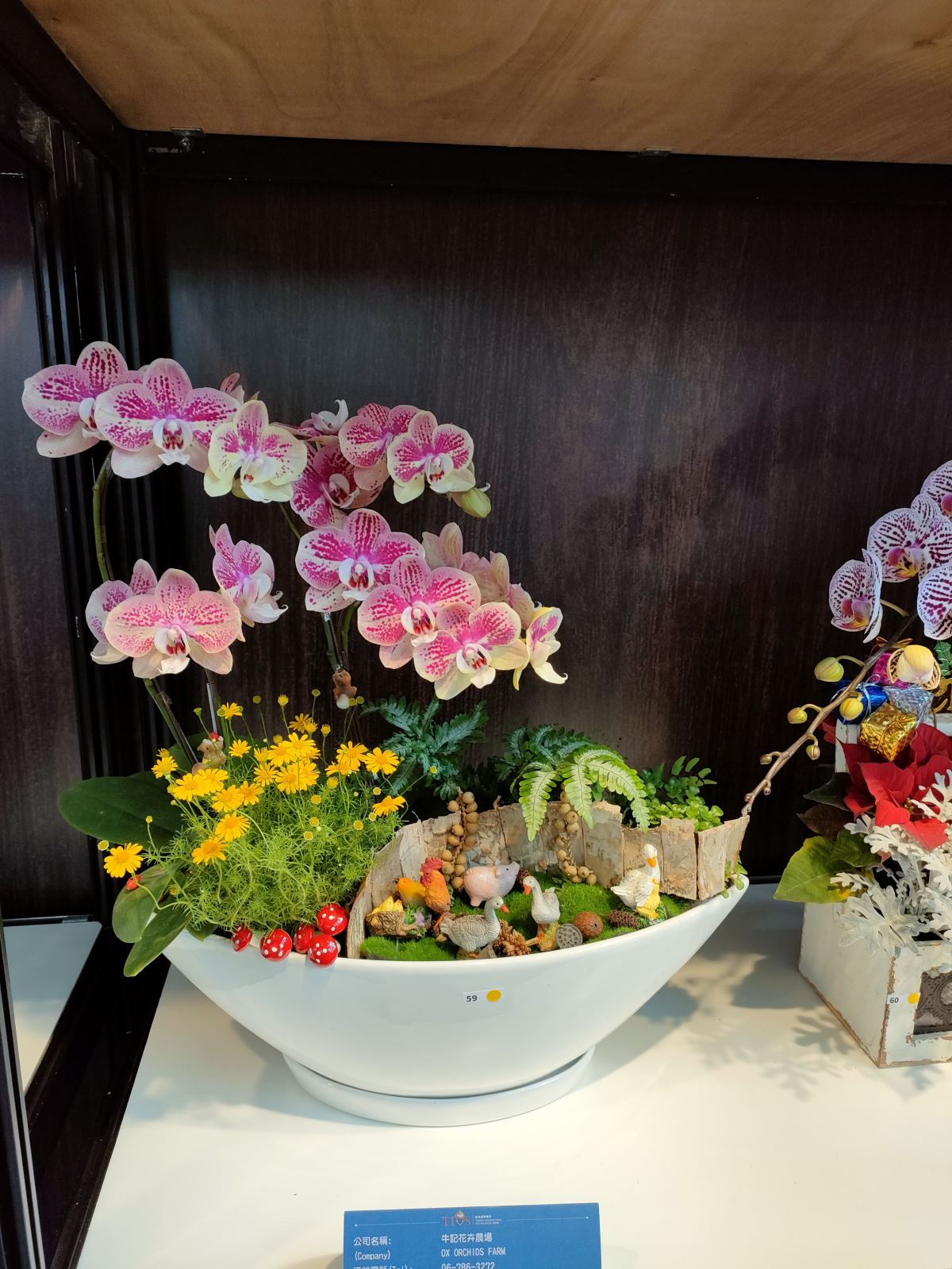 2023 台灣國際蘭展 Taiwan international orchid show