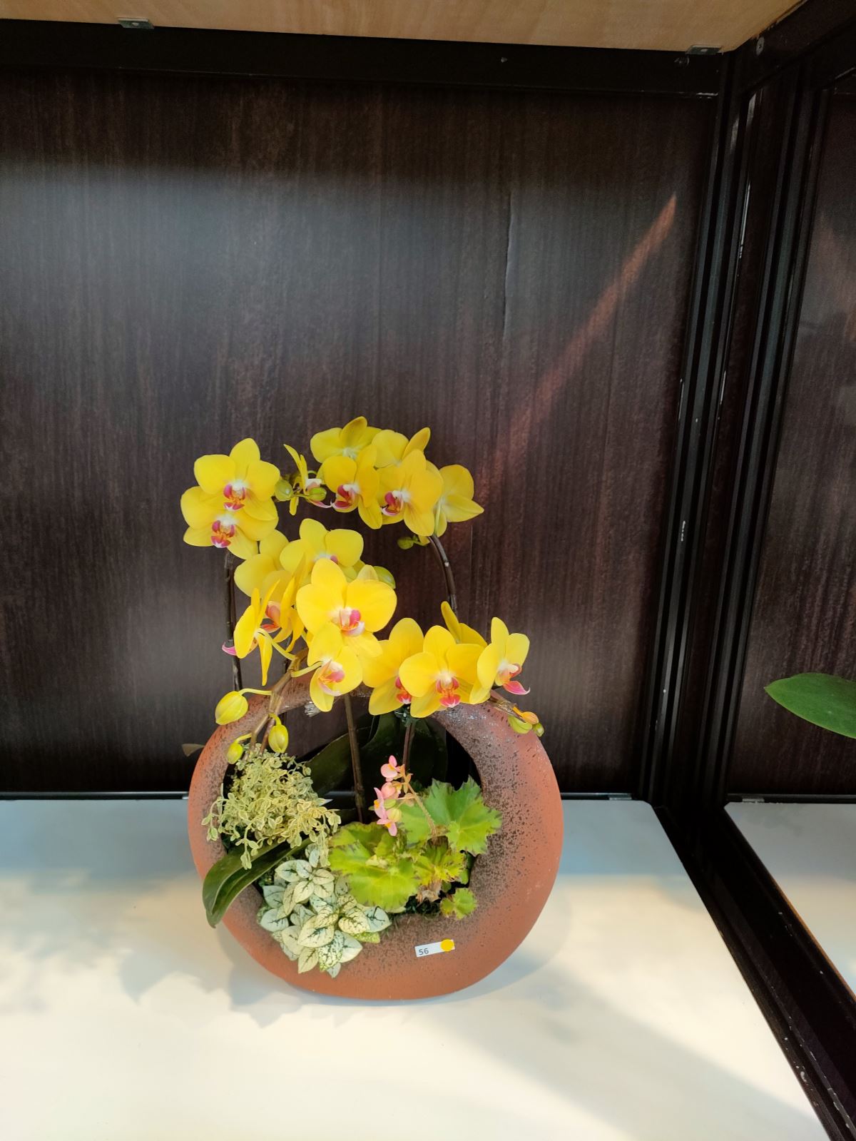 2023 台灣國際蘭展 Taiwan international orchid show