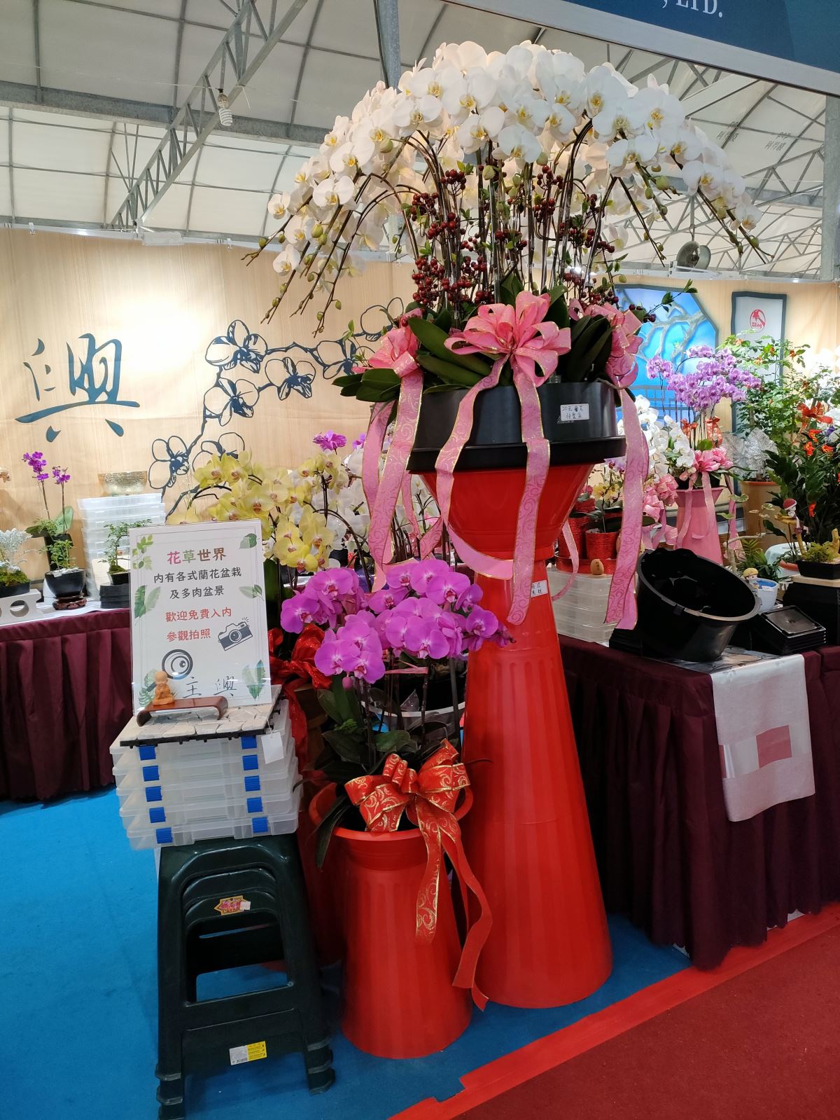 2023 台灣國際蘭展 Taiwan international orchid show