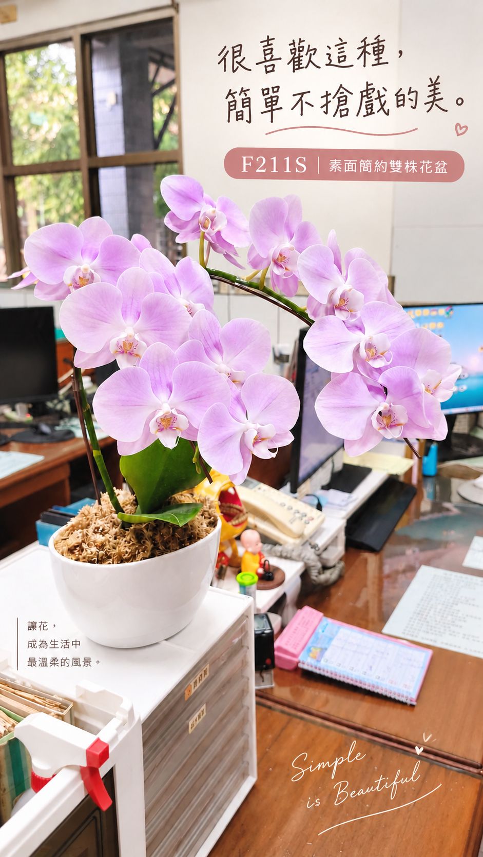 F211S素面簡約雙株花盆搭配淡粉紫色單株雙梗蝴蝶蘭