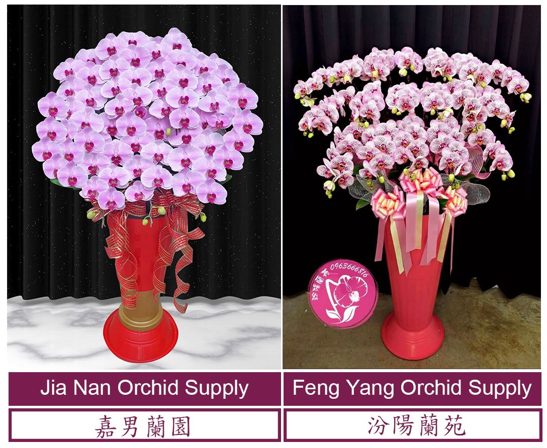 splendid orchid display with elegant flower stand 